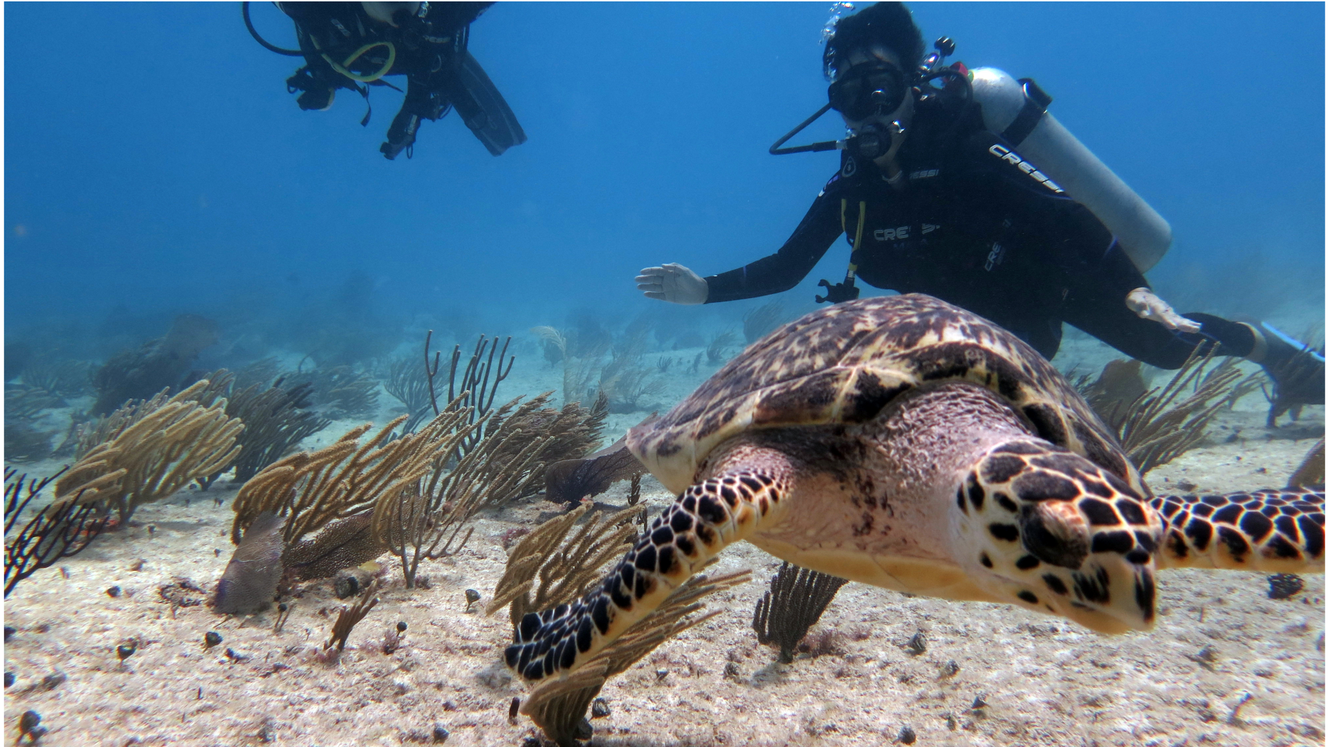 Descubre el buceo en Playa del Carmen