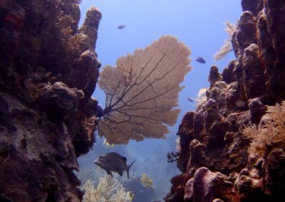 PLAYA-DEL-CARMEN-PURA-VIDA-DIVING-BUCEO-HOTEL-RIVERA-MAYA-TULUM-