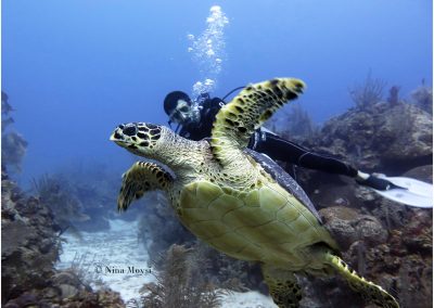 © Nina Moysi Photography pura-vida-diving-playa-del-carmen-riviera-maya-cozumel-mexico-buceo-mejor-padi051