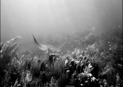 pura-vida-playa-del-carmen-mejorprecio-mas-seguridad-si-playa-de