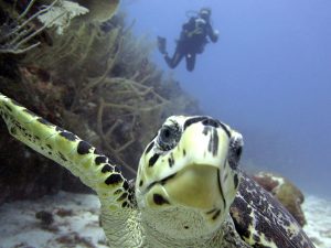 discover scuba diving