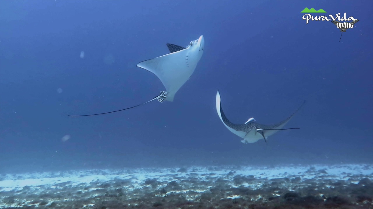 Buceo en Cozumel