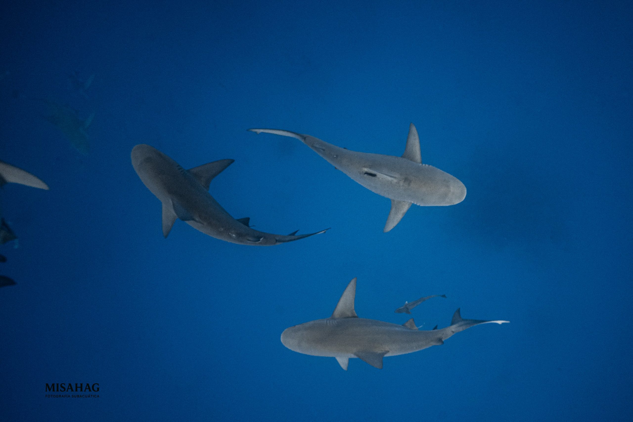 BULL SHARK DIVE