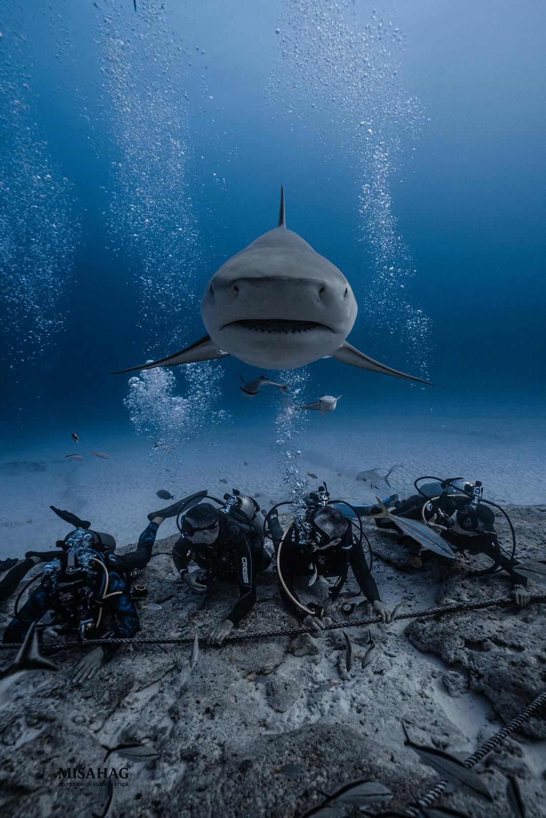 BULL SHARK DIVE
