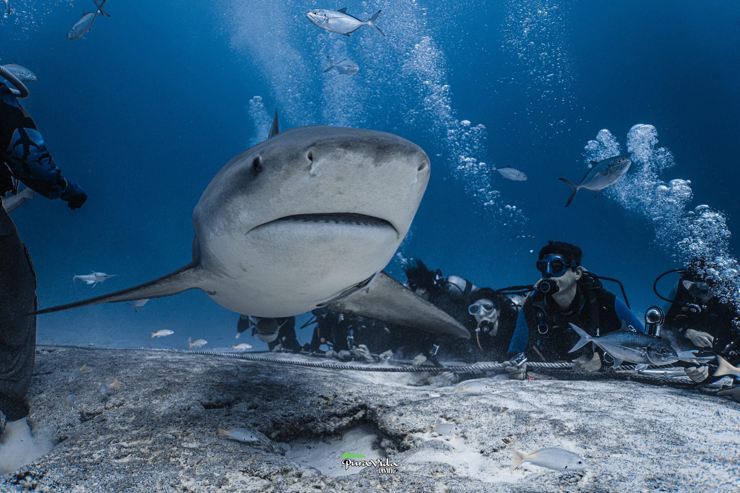 BUCEO CON TIBURONES TORO
