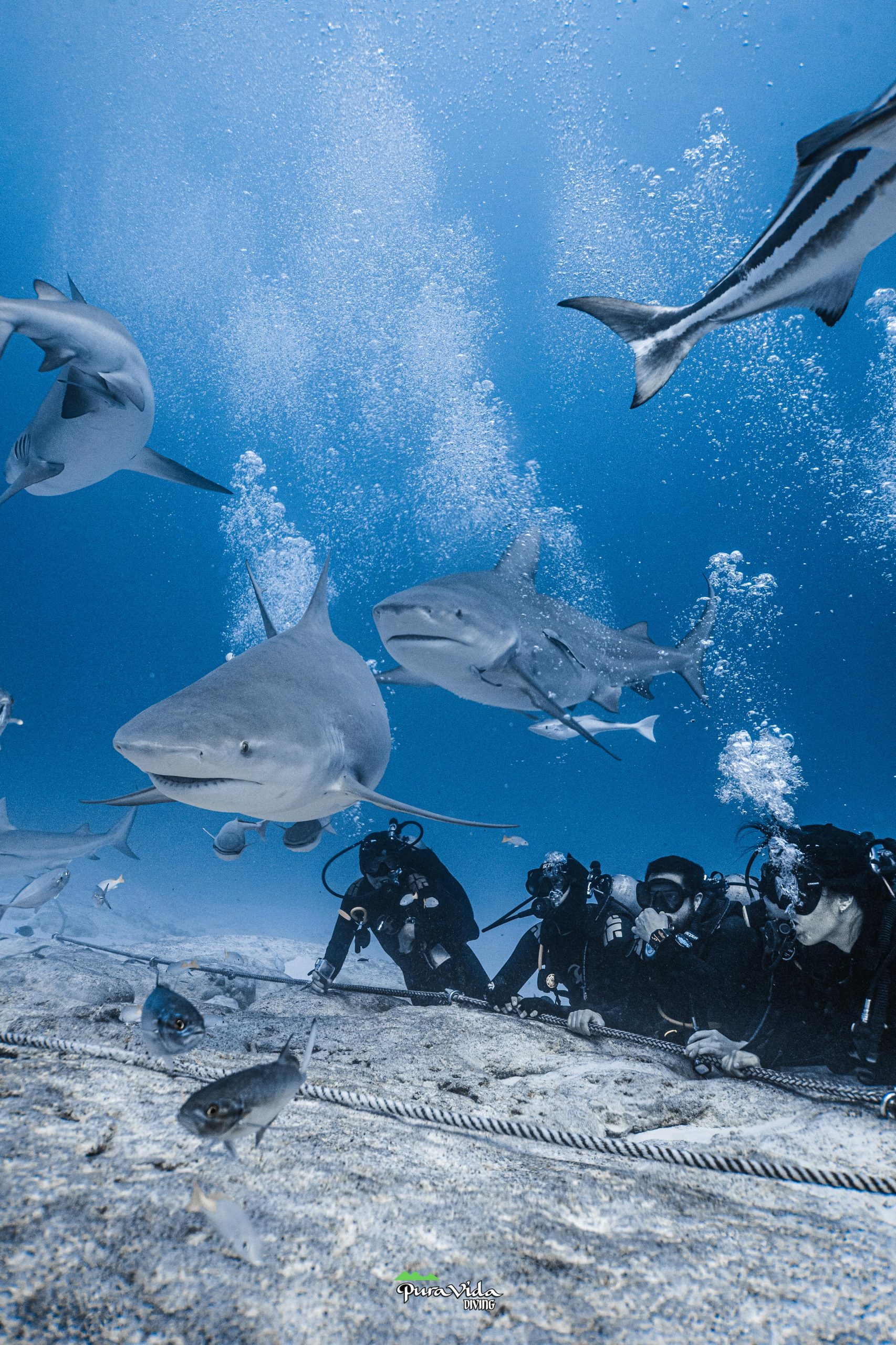 BULL SHARK DIVE