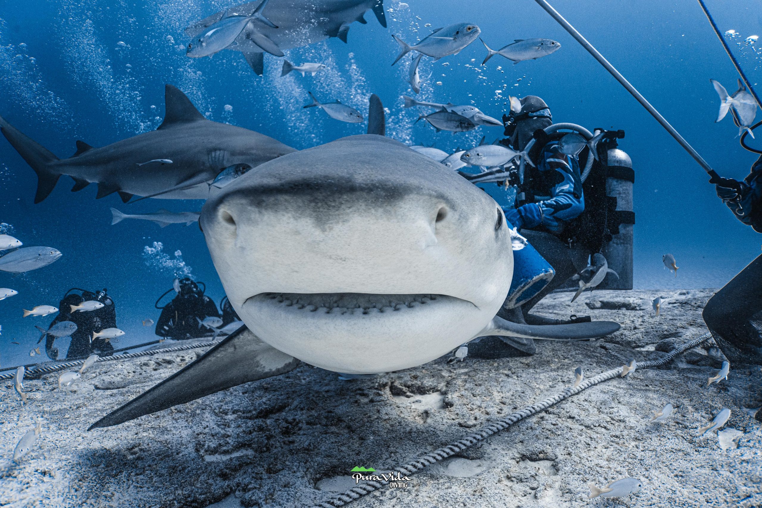 BUCEO CON TIBURONES TORO